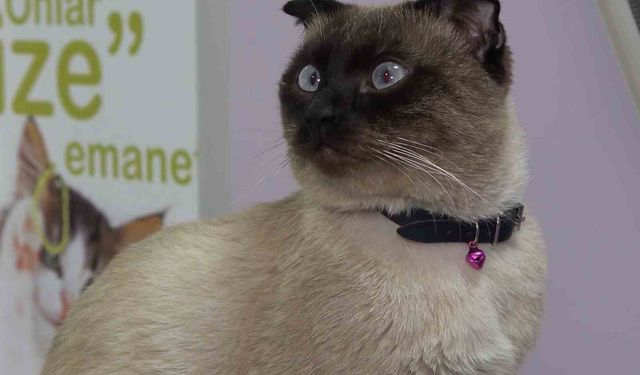 Evcil hayvan sahiplerine 'mikroçip' uyarısı: Son gün 31 Aralık, taktırmayana ceza