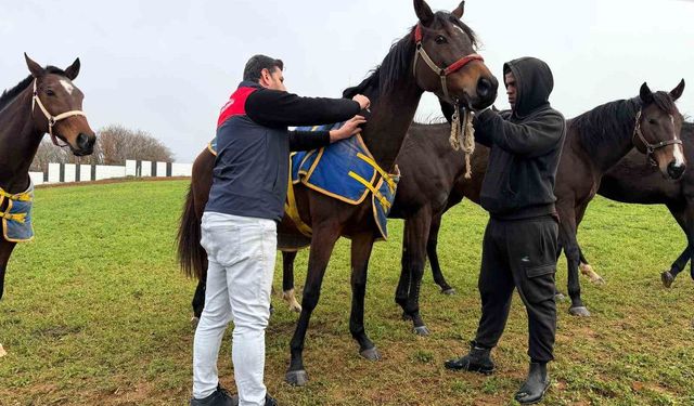 Kırklareli'nde safkan atlar aşılandı