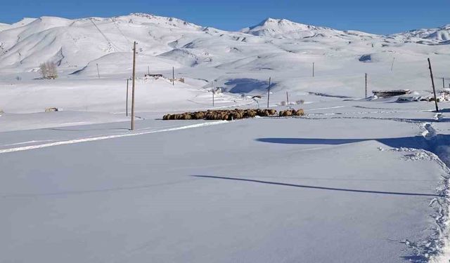 Koyunları için dondurucu soğukta yaylada kaldılar
