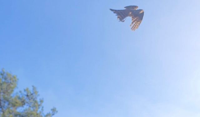 Yaralı atamaca tedavisi ardından yeniden doğal ortamında