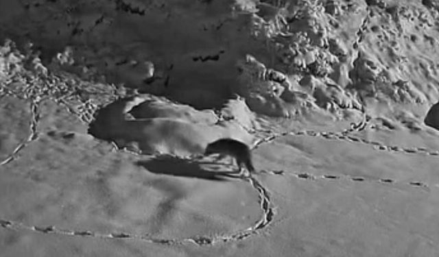 Aç kalan kurt mezraya indi