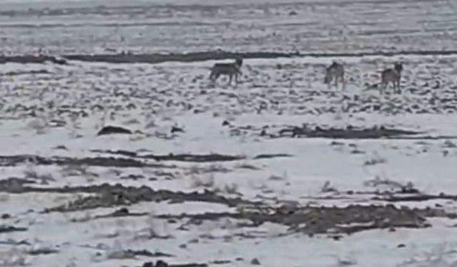 Aç kalan kurt sürüsü Iğdır ovasına indi