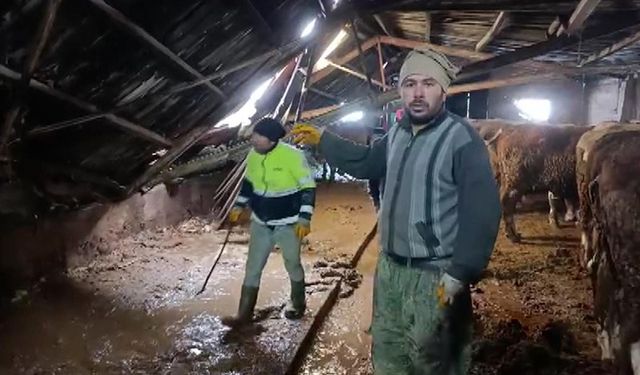 Ahırın çatısı yağan karın ağırlığını taşıyamadı, hayvanlar komşuların yardımıyla kurtarıldı