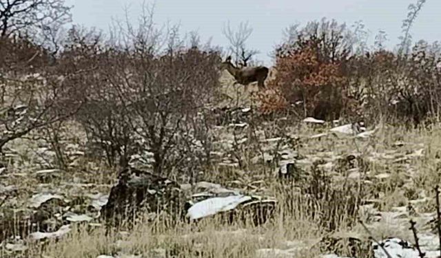 Ankara'da geyik sürüsü kameralara yansadı