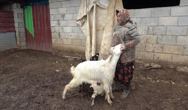 Annesinin kabul etmediği kuzuyu keçiler sahiplendi