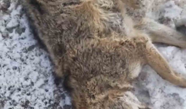 Aracın çarptığı kurt telef oldu