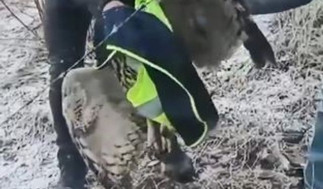 Ardanuç'ta tellere takılan baykuşu İl Özel İdaresi ekipleri kurtardı