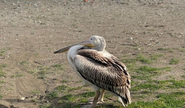 Atakum sahilinde pelikan görüldü