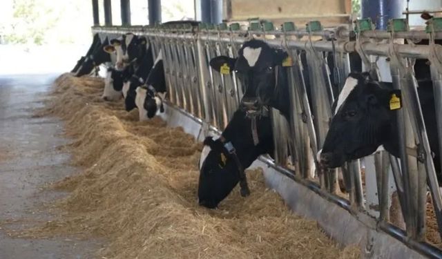 Aydın hayvancılıkta Türkiye zirvesinde