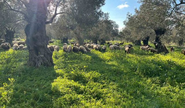 Balıkesir'de zeytinliklerde koyun otlatan çobana ceza