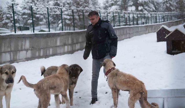 Battalgazi'de Malatya'nın ikinci hayvan barınağı hizmete başladı