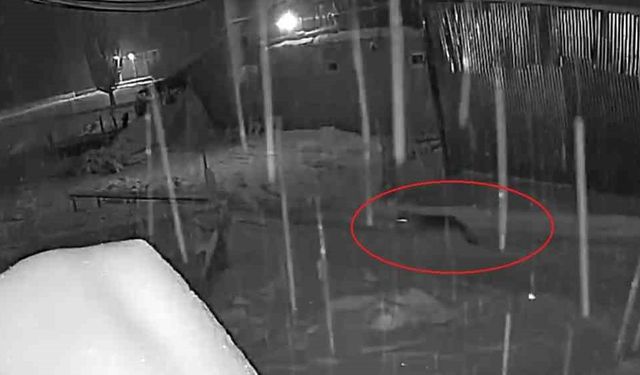 Bayburt'ta kurt sürüsünün köpeği kovaladığı anlar kamerada