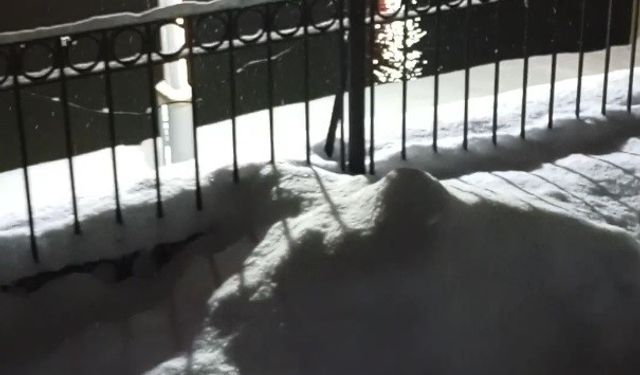 Bayburt'ta su samuru bu kez eşiyle birlikte görüntülendi