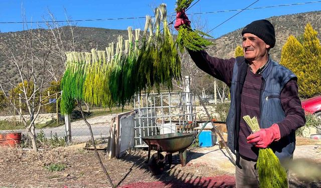 Bayındır nergis kokacak: Nergis ve Kuru Çiçek Festivali başlıyor