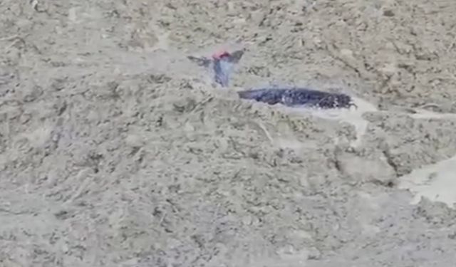 Çamura saplanan karaca için ekipler seferber oldu