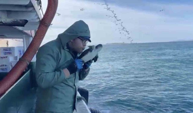 Çanakkale'de balıkçılar ağlarına takılan caretta carettayı kurtardılar