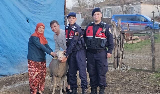 Çanakkale'de kaybolan 24 küçükbaş hayvan jandarma tarafından bulundu