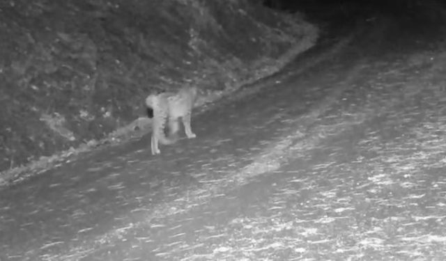 Çankırı'da yaban hayvanlarının karla kaplı doğadaki yaşamı kamerada