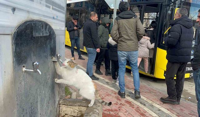 Çeşmeye patisini dayayan kedi, vatandaşların musluğu açmasıyla kana kana su içti