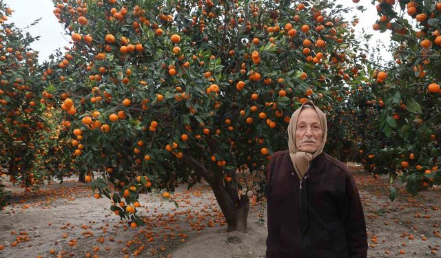 Çiftçinin dalından bedavaya vermeye razı olduğu mandalina bahçelerinde toprak turuncuya döndü