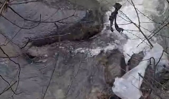 Dereli'de derede mahsur kalan köpek belediye ekiplerince kurtarıldı