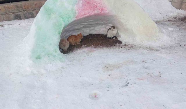 Diyadin'de hayvanlara kardan barınak