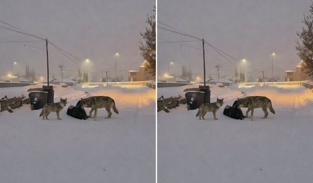 Diyadin'de kurtlar mahalle arasına indi