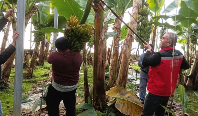 Efeler'de muz hasadı başladı
