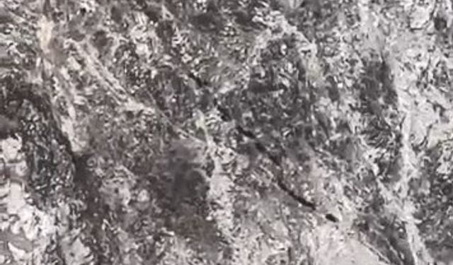 Elazığ'da domuz sürüsü görüntülendi