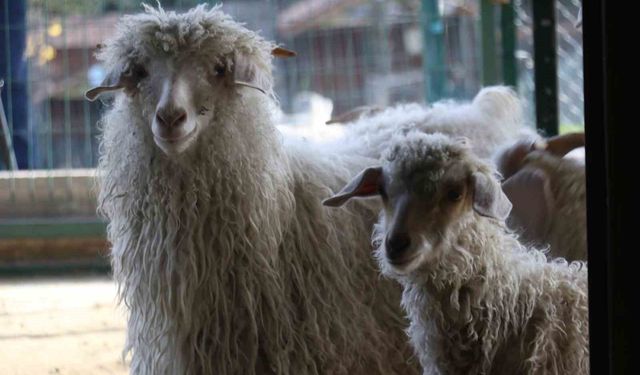 Endemik Vadi'de Ankara'nın 4 beyazı