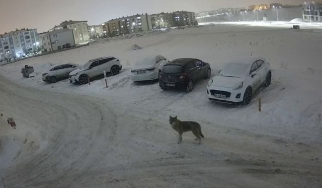 Erzurum'da kurt kent merkezine indi