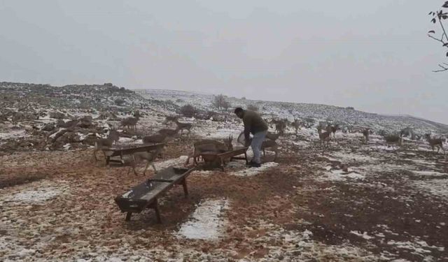 'Gazella gazella' dağ ceylanlarının kar keyfi