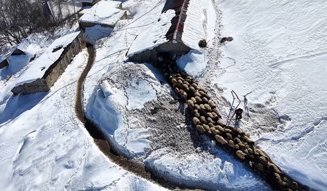 Hakkari'de 1 buçuk metreyi aşan karda çiftçilerin zorlu mesaisi sürüyor