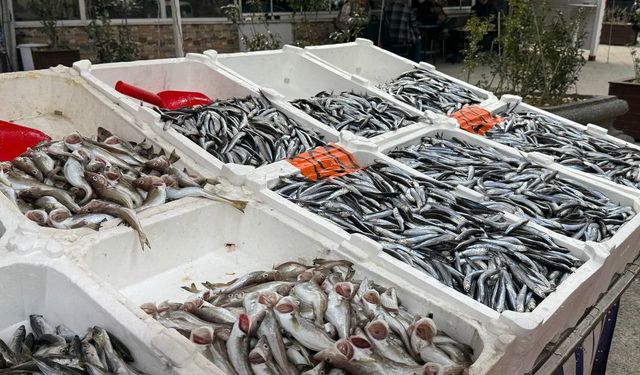 Hamsi yeniden tezgahlarda, 200 liradan alıcı buluyor