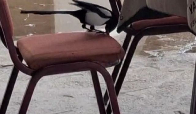 Kahvede oyun değil, saksağanın zekâsı izleniyor