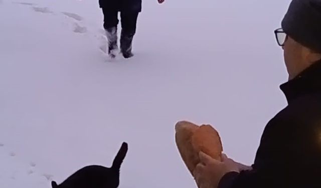 Kar altındaki yaylalarda hayvanlar için seferberlik