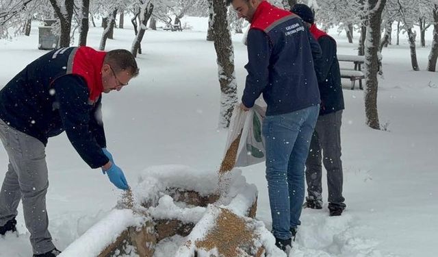 Karaman'da yaban hayvanları ve kuşlar için doğaya yem bırakıldı