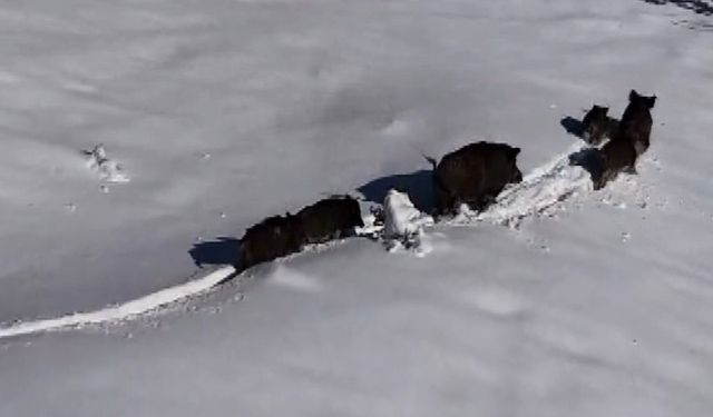 Karlı arazide ilerleyen domuz sürüsü havadan görüntülendi