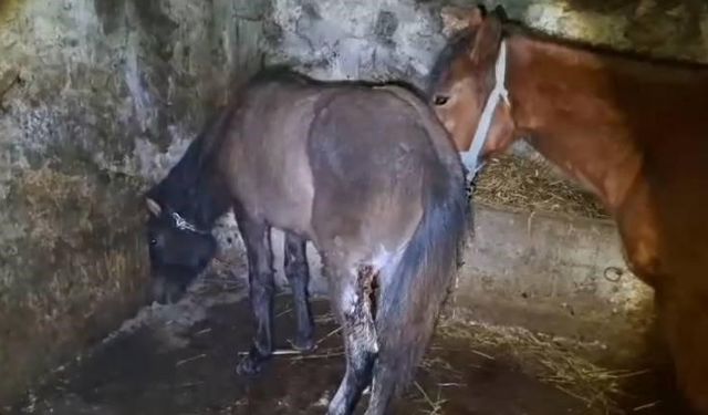 Kars'ta 15 atı ayaklarından vurdular