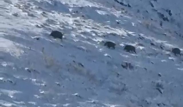 Kars'ta aç kalan yaban domuzları yerleşim yerlerine indi