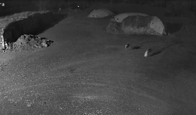 Kars'ta kurtlar köpeği götürdü