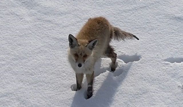 Kars'ta tilkinin dronla imtihanı: Önce baktı, sonra hızla kaçtı