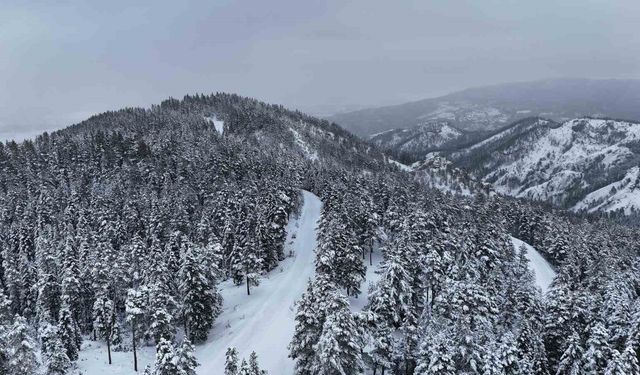 Kastamonu ormanlarında kış güzelliği