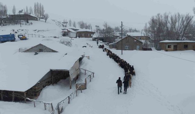 Keçi sürüsü 4 saatlik zorlu yolculukla köye ulaştırıldı