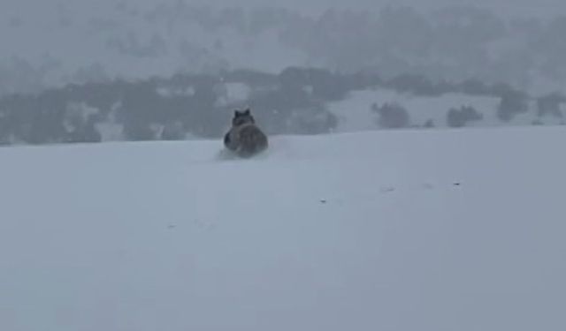 Kış uykusuna yatmayan ayı kaçarken görüntülendi