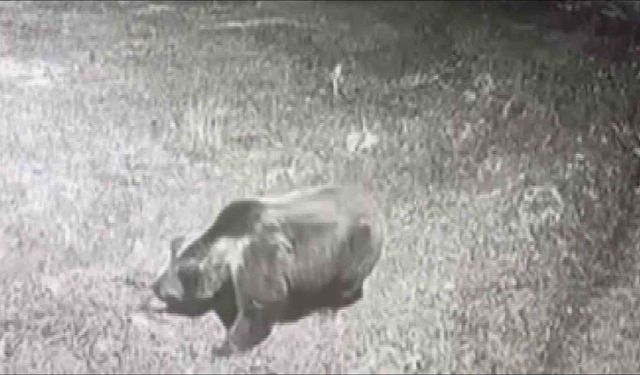 Kış uykusuna yatmayan ayıya böyle seslendi: 'Kocaoğlan git yerinde yat, uyu'