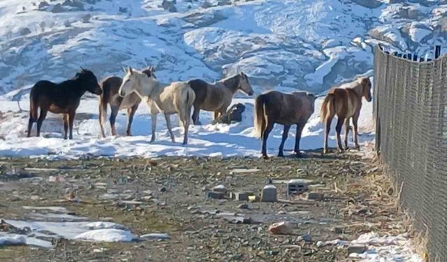 Kulp'ta aç kalan yaban atları grup halinde merkeze indi
