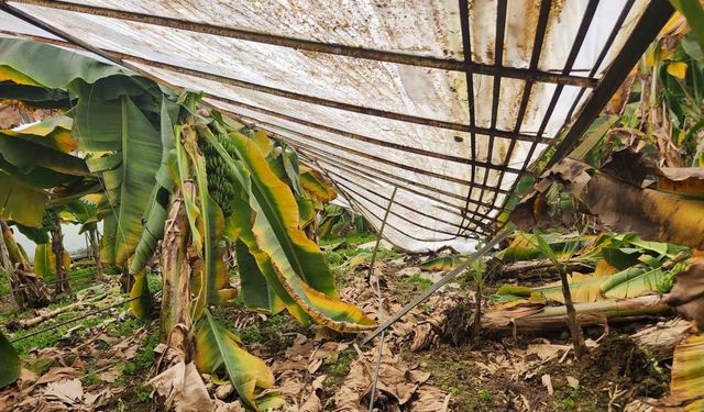Mersin'de dolu sera çökertti, bahçelere zarar verdi