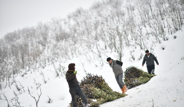 Muş'ta besicilerin kızaklı zorlu kış mesaisi
