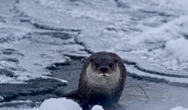 Muş'ta buz tutan Karasu Nehri'nde su samuru görüntülendi